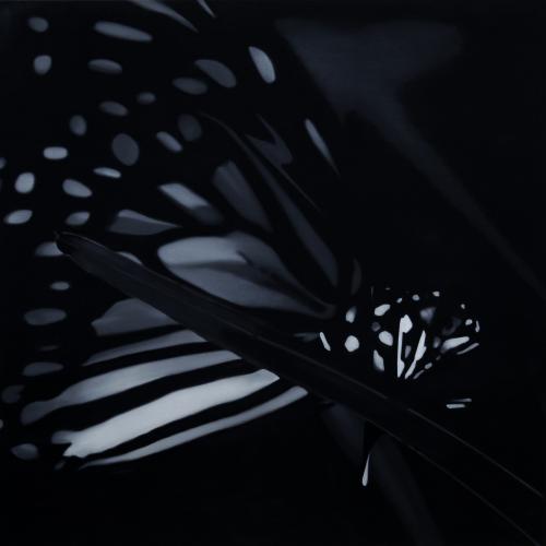 Butterfly 4