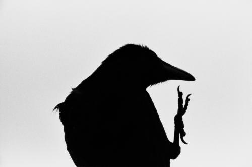 Cape Erimo (aus der Serie der Einsamkeit der Ravens)