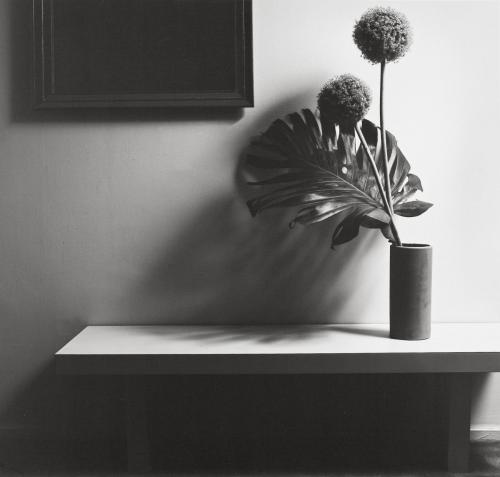 Blume