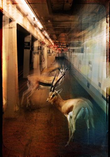 ZooCity Gazelles