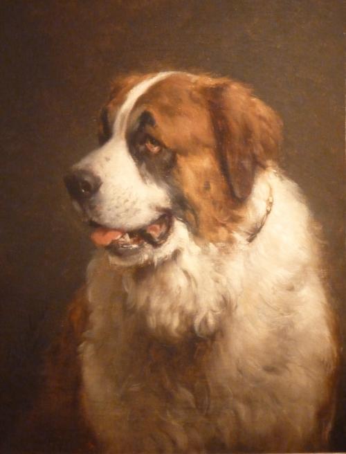 Portrait of a Saint Bernard dog
