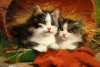 'Kittens at rest' (oil on canvas) by Léon-Charles Huber (1858-1928), circa 1880