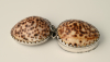 A tobacco box of silver mounted with Cypraea Tiger Cowrie shells