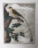 L'histoire naturelle des oiseaux: 20 engravings depicting birds