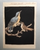 Eight drawings of birds