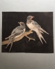 Eight drawings of birds
