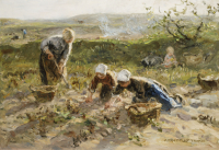 Potato Harvest