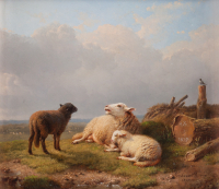 Dutch landscape with sheep