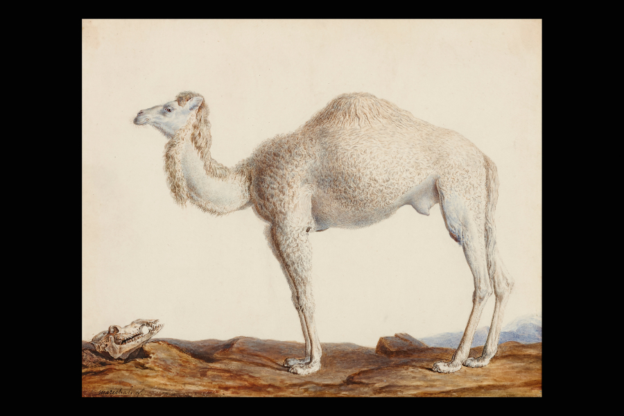 Dutch Renaissance column four-door cupboard | Kollenburg Antiquairs